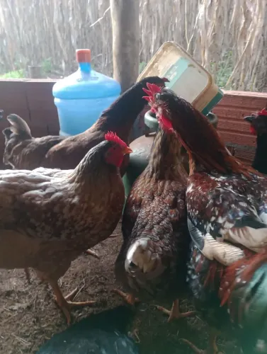 Galinha sertaneja balão