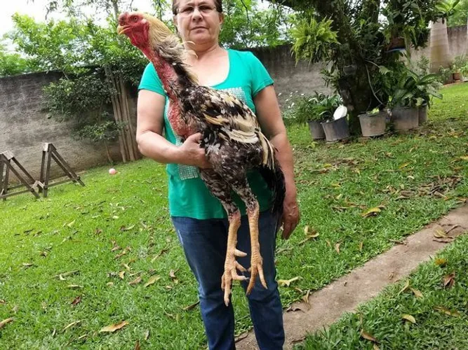 Indio gigante chácara imperador sorocaba