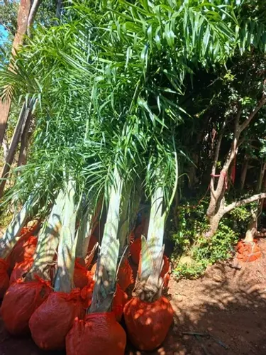 palmeira areca de locuba de 3 metros  planta direto do produtor.