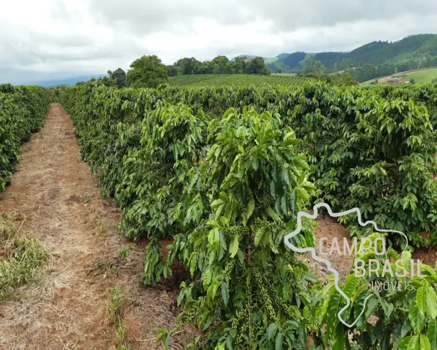 FAZENDA 81,6 ALQUEIRES COM PLANTAÇÃO DE CAFÉ !