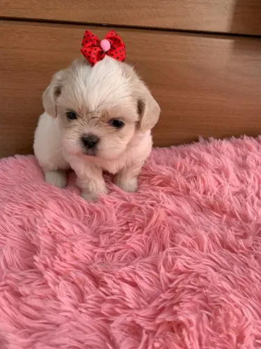 Lhasa Apso Pequeno Fêmea Linda e Muito Meiga