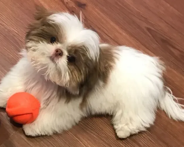 Filhote Shih Tzu para olhos que encantam