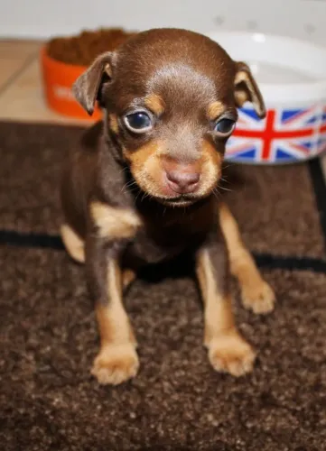 Pinscher - Pequeno, Valente