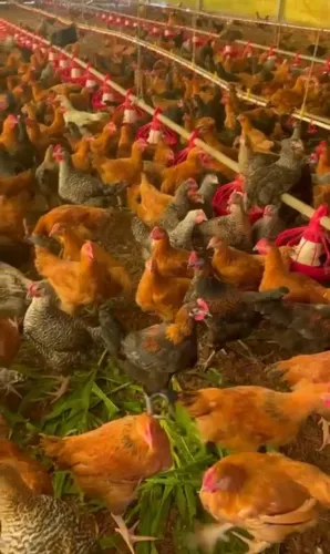 Aves (galinhas) raças diversas