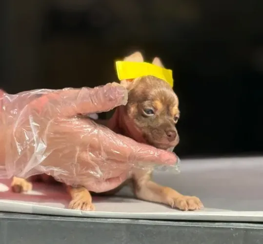 Pinscher Macho Chocolate 52 dias - Vacina v10 - Garantia de Saúde - Pedigree