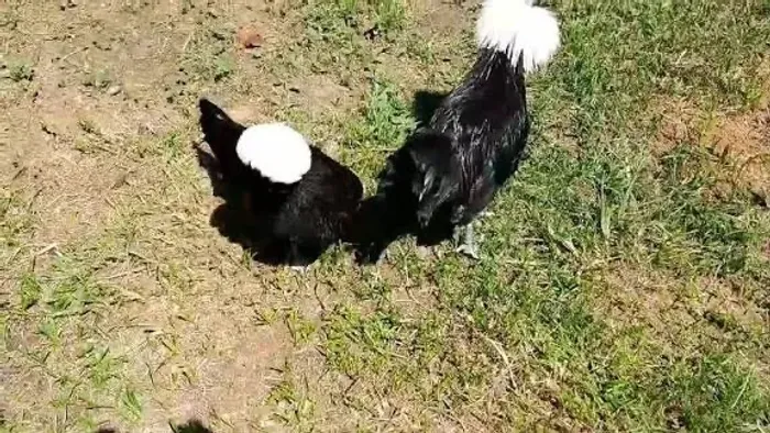 Vendo casal de polonesa topete Branco 