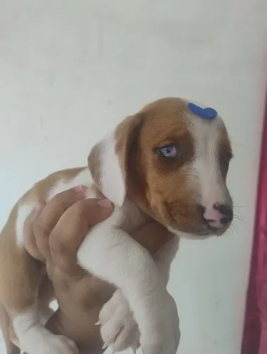 Filhotes Salsichinha duplo merle