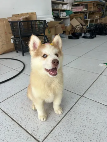 Fêmea de husky siberiano pelagem wooly