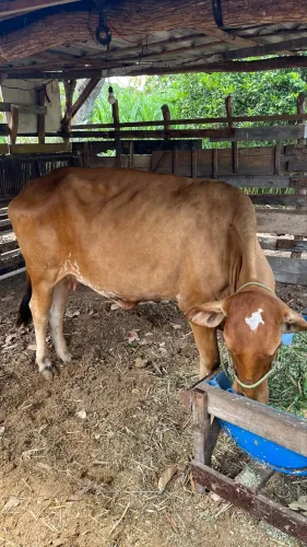 VACA 