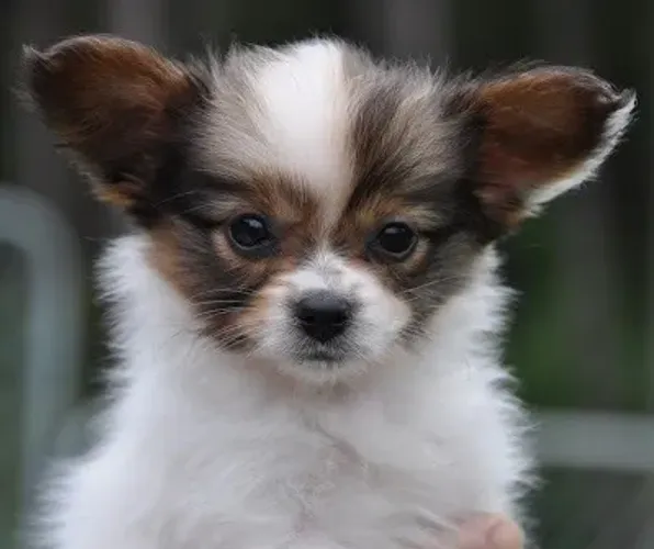 Papillon ?  Pequeno, elegante e muito inteligente! 