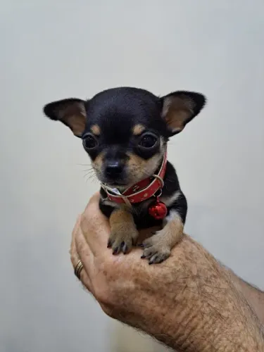 Chihuahua Macho Miniatura Red: Fofura e Personalidade em Tamanho Pequeno!