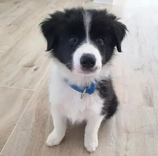 Filhotes de Border Collie | Carinho e fofura garantidos!