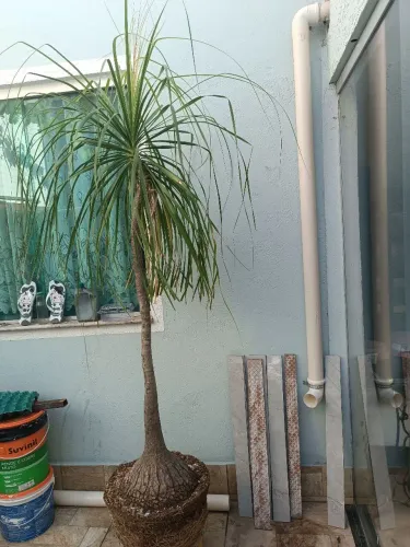 Jardinagem e paisagismo 