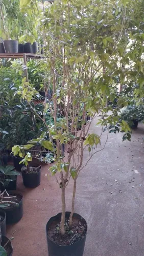 Vendo mudas de plantas Frutíferas.