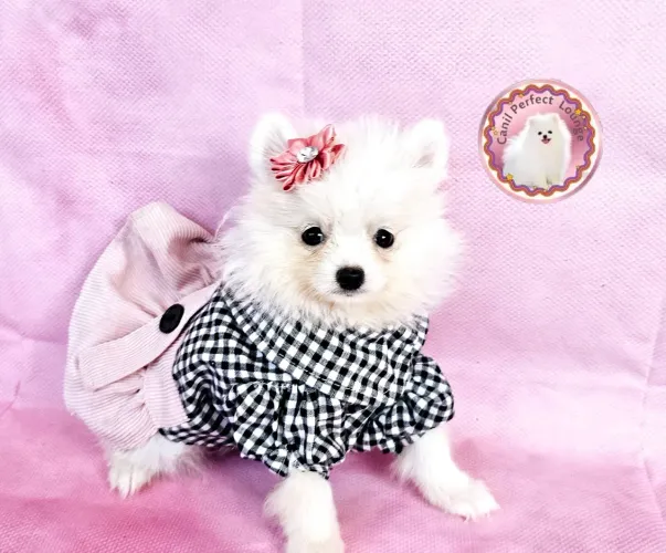 Lulu da Pomerânia fêmea, lindíssima, com vestido