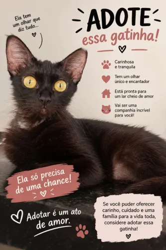Doação de gatinha