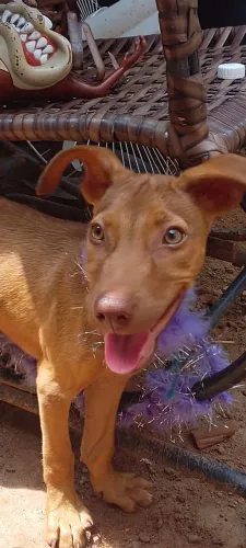 Doação de cachorro