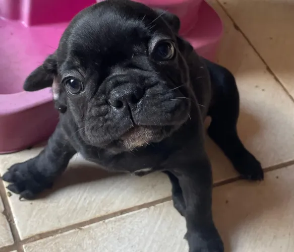Bulldog francês