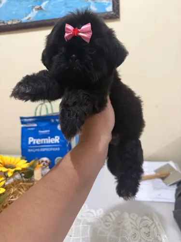 Shihtzu fêmea Micro já vacinada 