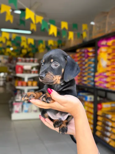 Dachshund macho preto com canela