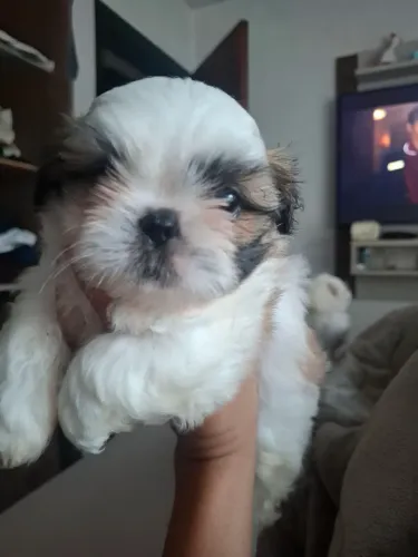 Vendo filhotes de shi-tzu macho.