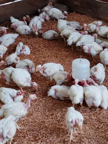 Frango pescoço pelado