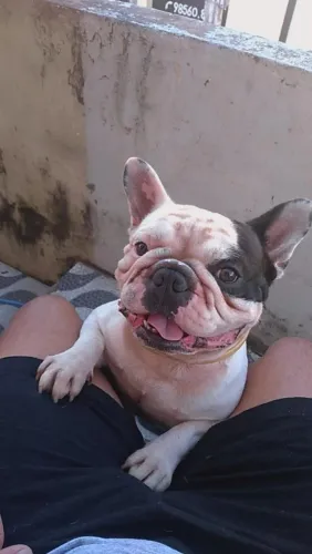 Linda fêmea fílhóte de Bulldog francês pedegrre çbk