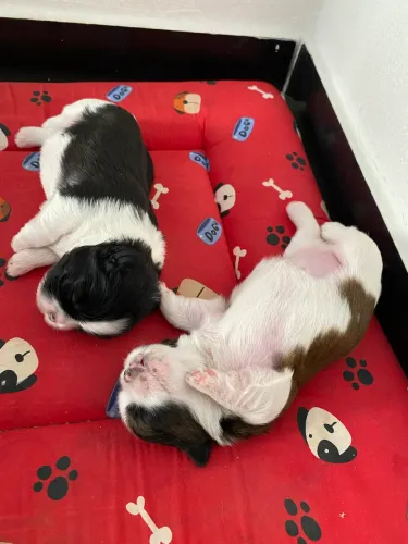 Cachorro SHI TZU fêmea 
