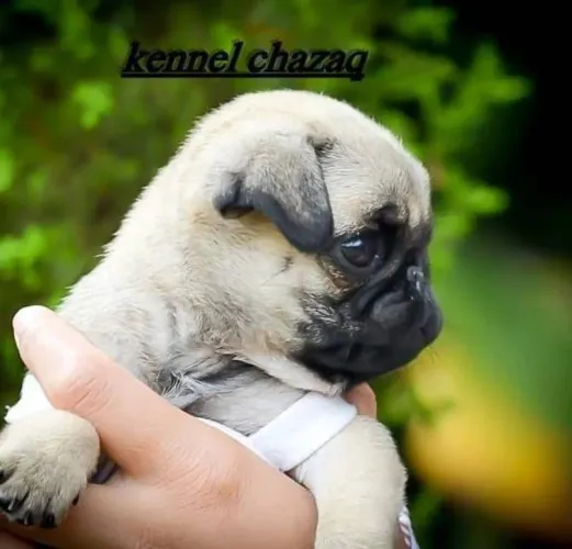 Pug fêmea mini ela é perfeita entrega ainda hoje pronta entrega 