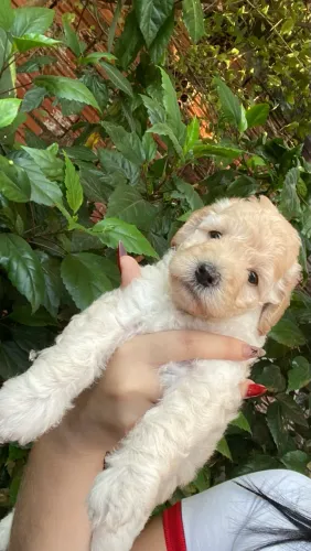 Vende se filhote de poodle+shitzsu