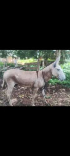 Jumento bom de égua 