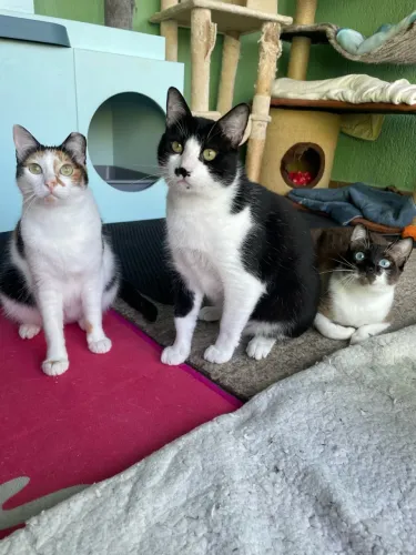 Vários gatinhos para adoção - castrados/vacinados - São Paulo, ZN