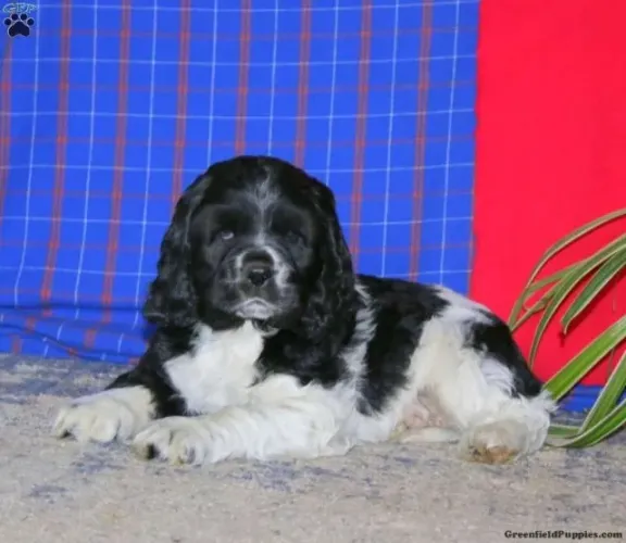 Cocker Spaniel Inglês orelhudo - fofura total