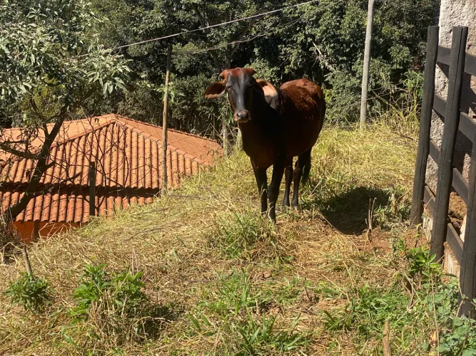 Novilha girolanda 
