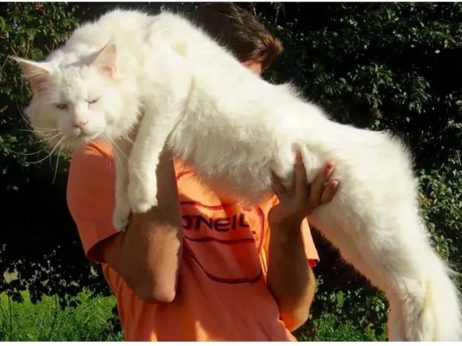 Filhotes de Maine coon