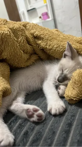 Gatinho para adoção