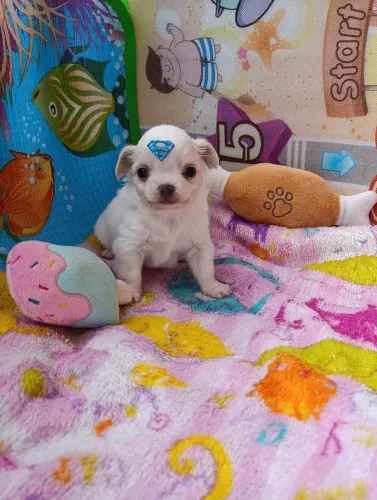 Chihuahua Pelo Longo