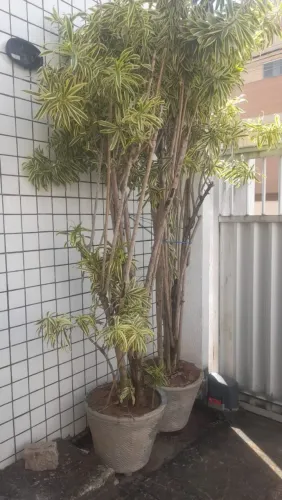 Dracena grande com o jarro a unidade 100