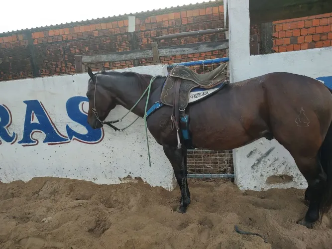 Cavalo vcaquejada