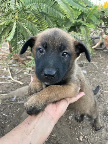Filhotes de Malinois