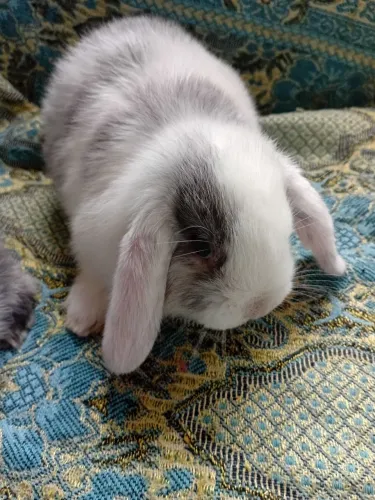 Mini lop 
