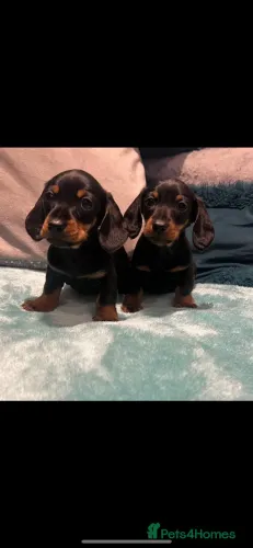 Cãozinho dachshund/teckel/basset/salsicha/cofap pelagem densa
