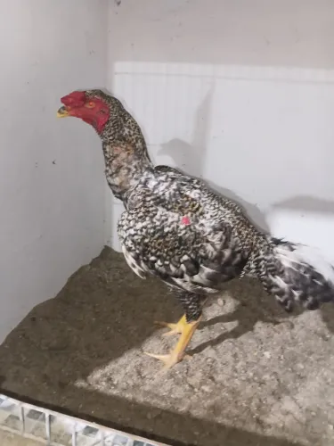 Frango