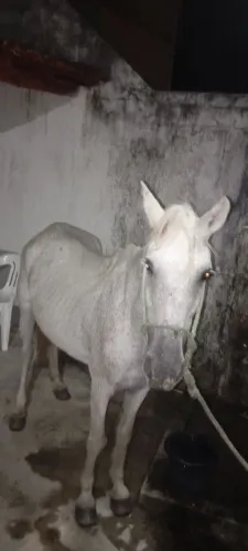 Vende égua boa de pisada