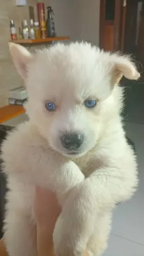 Husky Siberiano 
