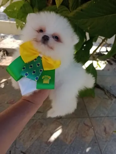 Spitz Alemão Macho ursinho Baby Face Anão, micro.