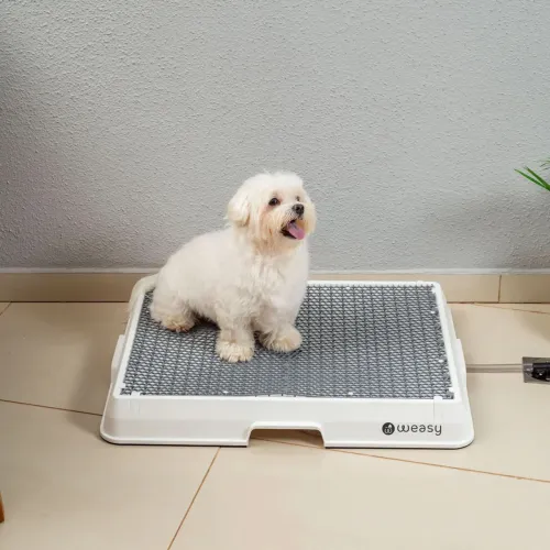 Weasy Cão | Banheiro inteligente para cachorro