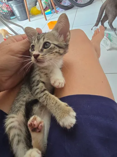 Gatinhos para Doação