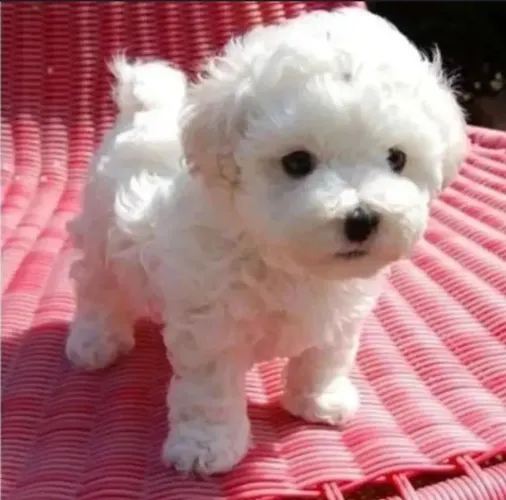 Poodle micro toy