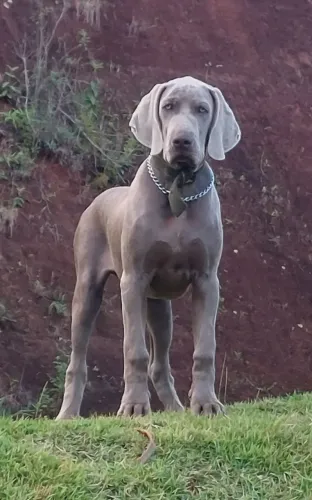 Weimaraner troco ou vendo